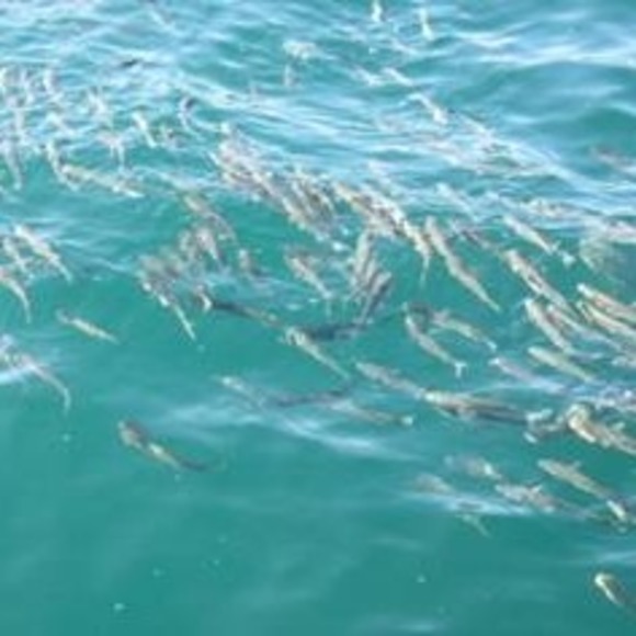 Meet your Posher, Mariana - Picture 1 of 1